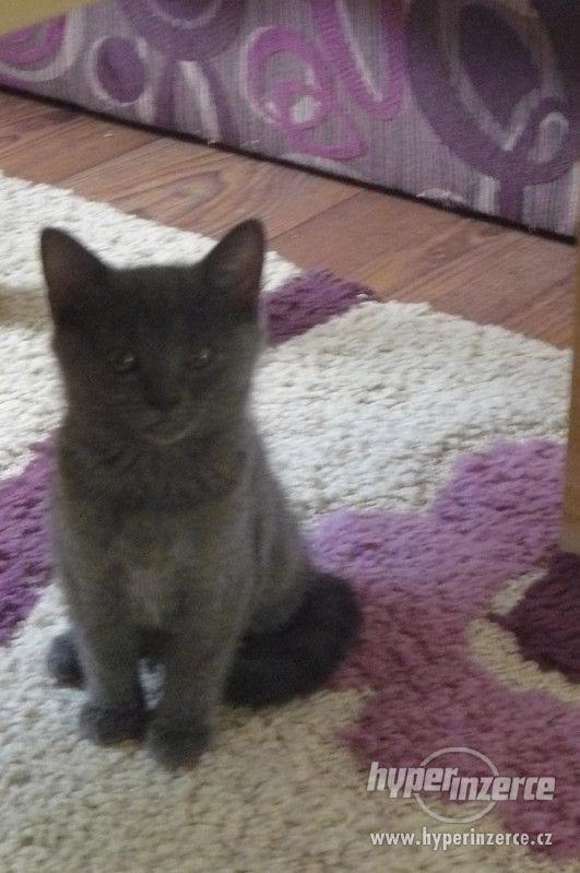 Kartouzská koťata Chartreux - foto 3