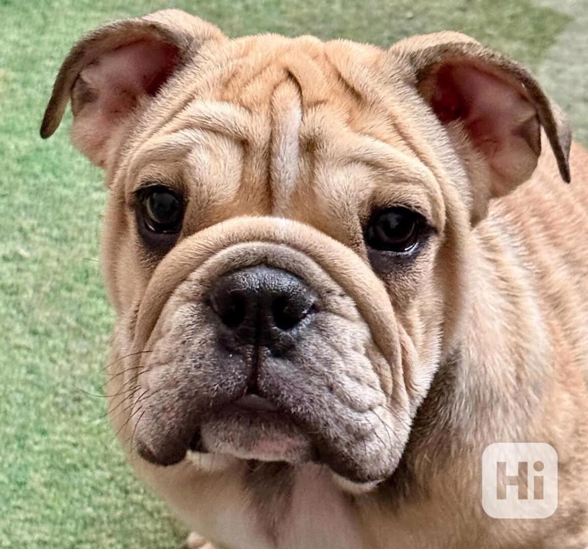 Milující anglický buldok hledá starostlivý domov navždy 🐾 - foto 1
