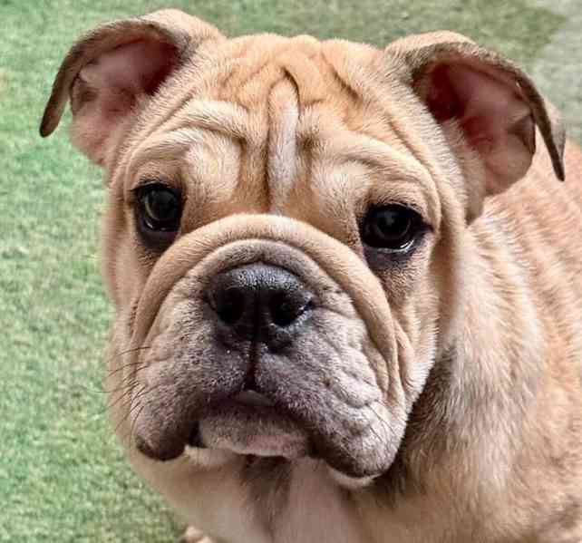 Milující anglický buldok hledá starostlivý domov navždy 🐾