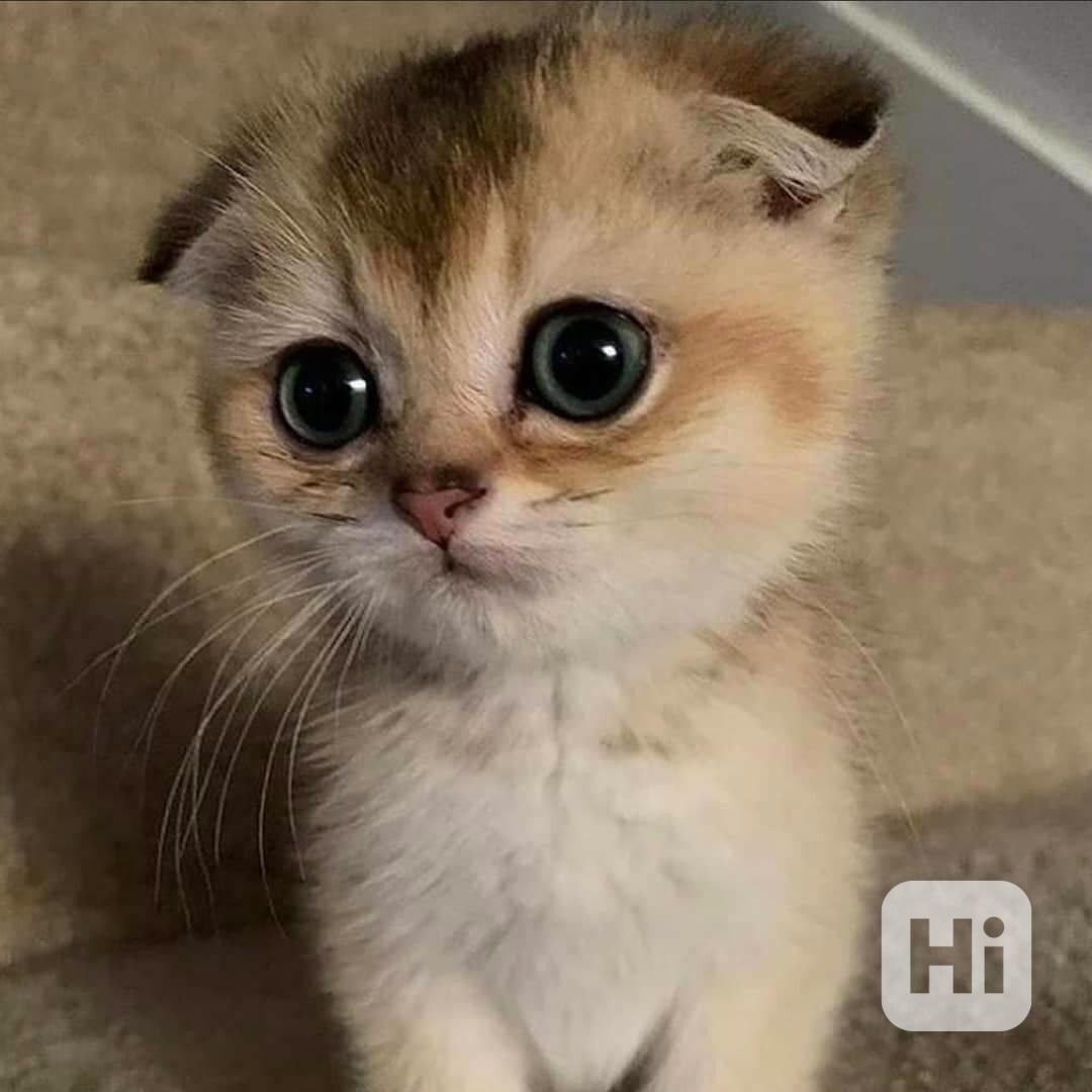  Dárek zdarma Savanová koťátka k adopci   - foto 1