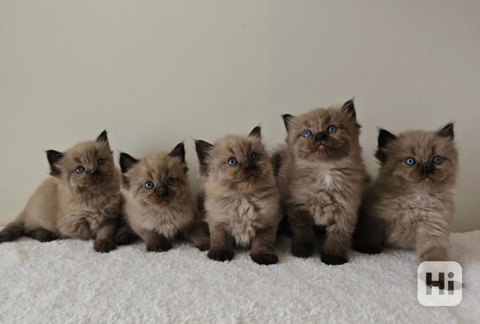 Krásná koťátka plemene Ragdoll na prodej - foto 1
