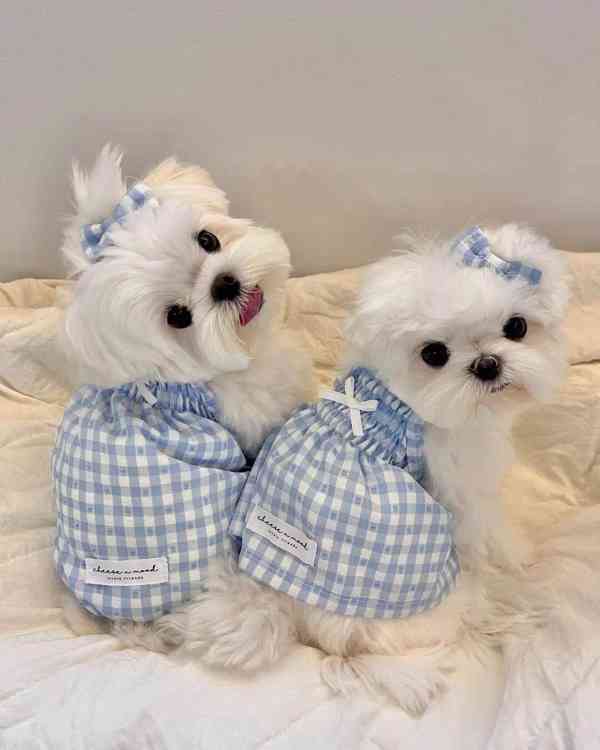 maltština štěňata Pp - foto 1