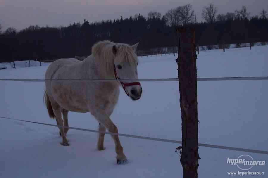 Hodná pony kobylka 130 cm - foto 3