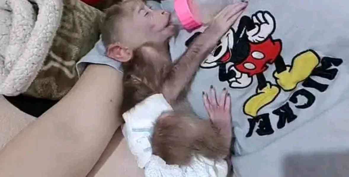   Kapucíni odchovaní mláďaty