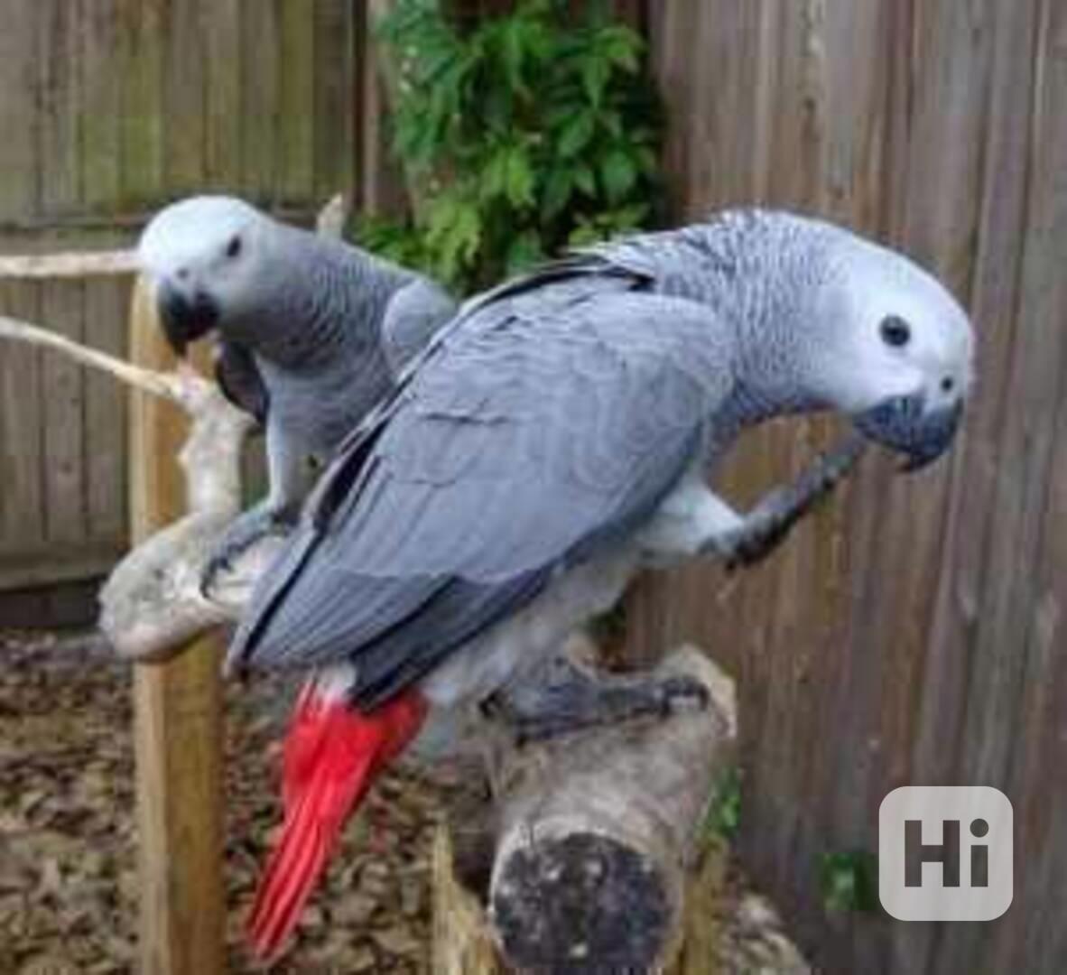 Dobře vycvičení a ochočení samci a samice afrických papoušků - foto 1