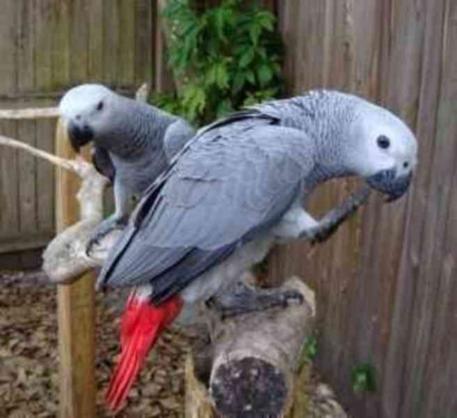 Dobře vycvičení a ochočení samci a samice afrických papoušků