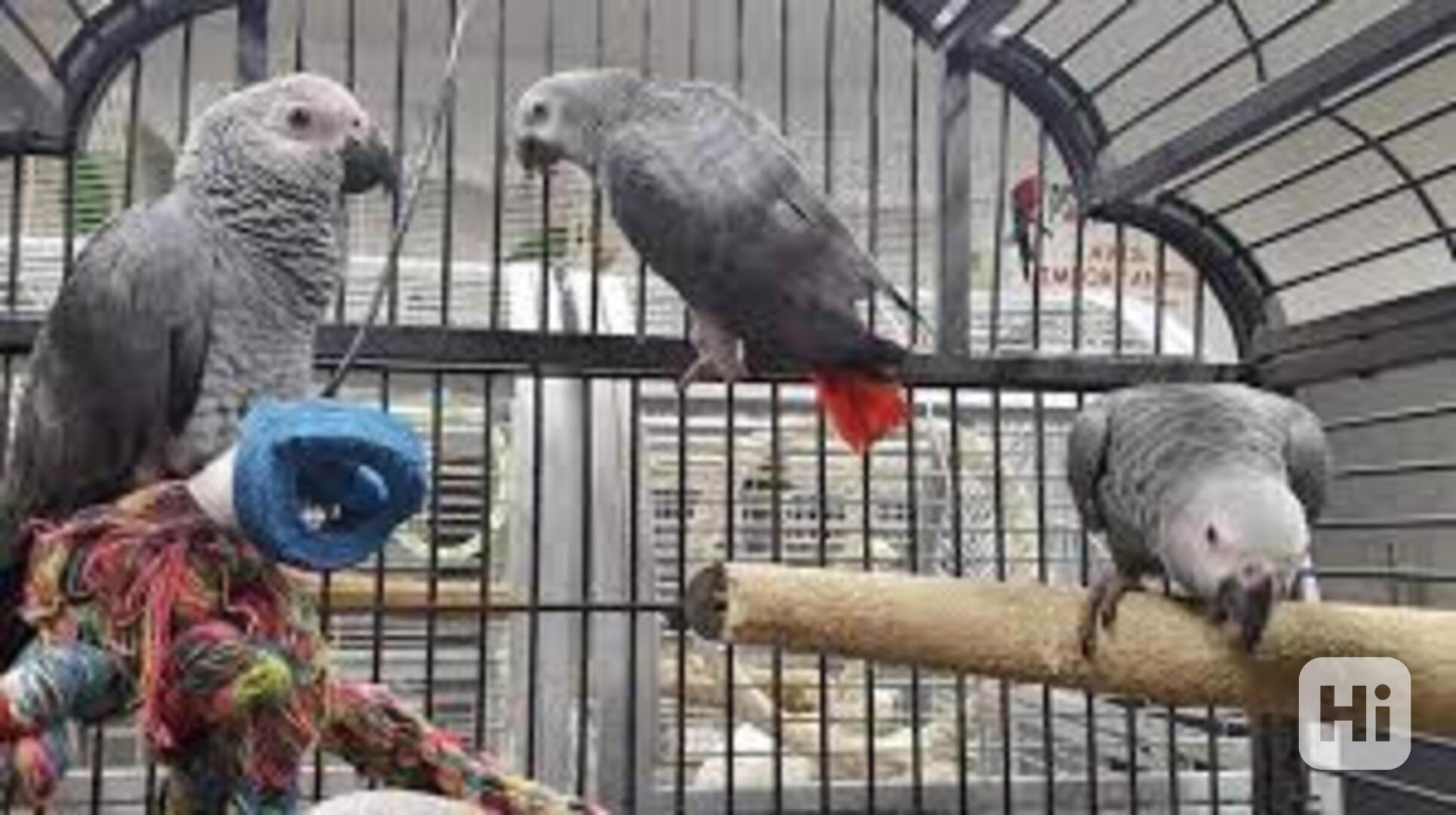samec a samice afrických papoušků šedých Gigi fenka africkýc - foto 1