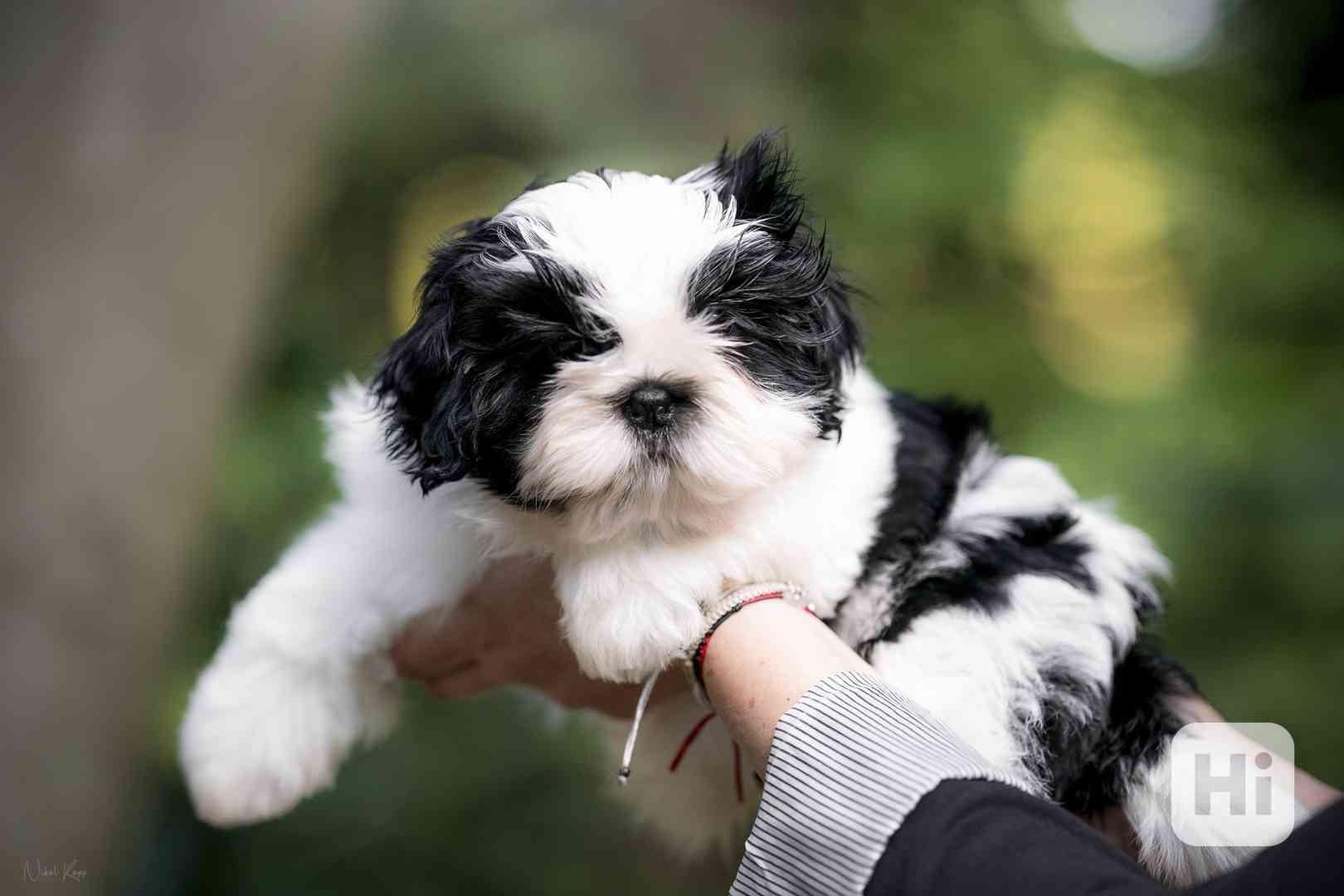 Shih-tzu volní chlapečcí s PP - foto 1