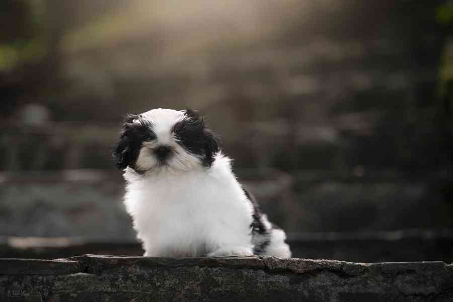 Shih-tzu volní chlapečcí s PP - foto 6