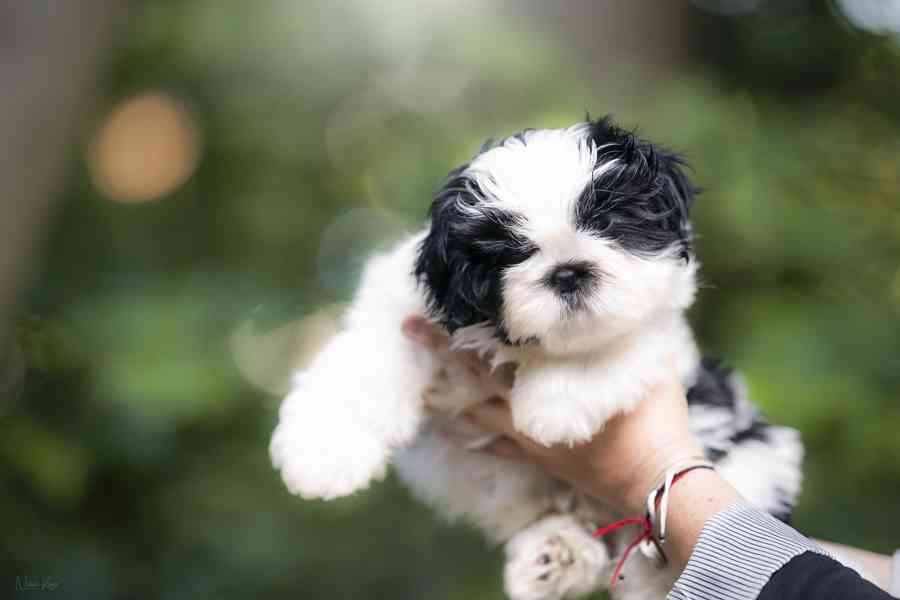 Shih-tzu volní chlapečcí s PP - foto 2