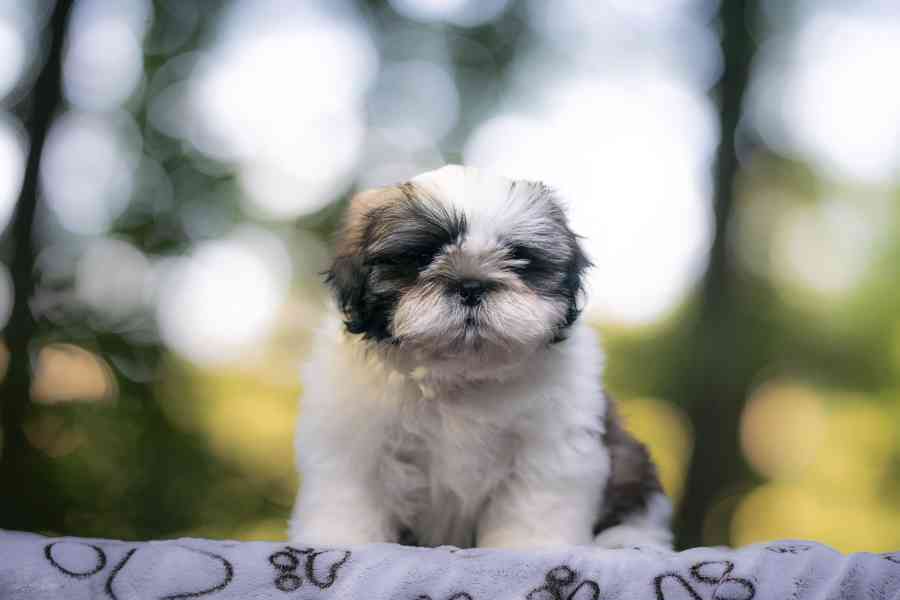 Shih-tzu volní chlapečcí s PP - foto 7