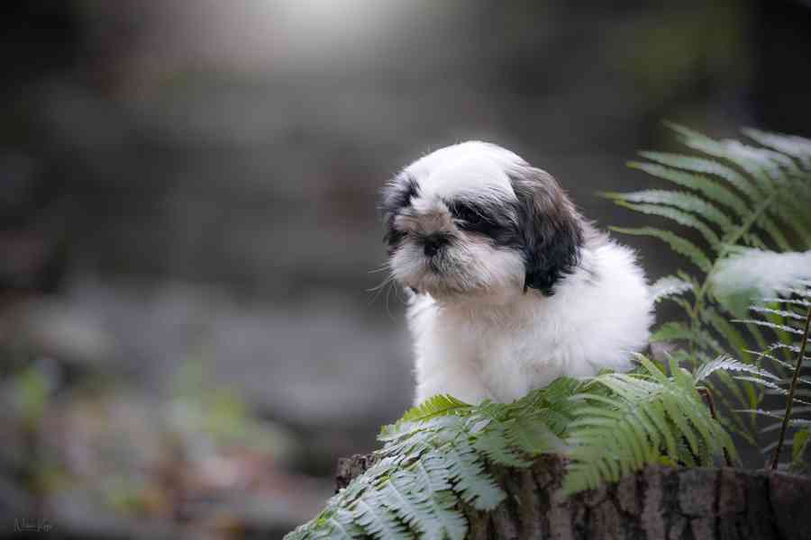 Shih-tzu volní chlapečcí s PP - foto 8