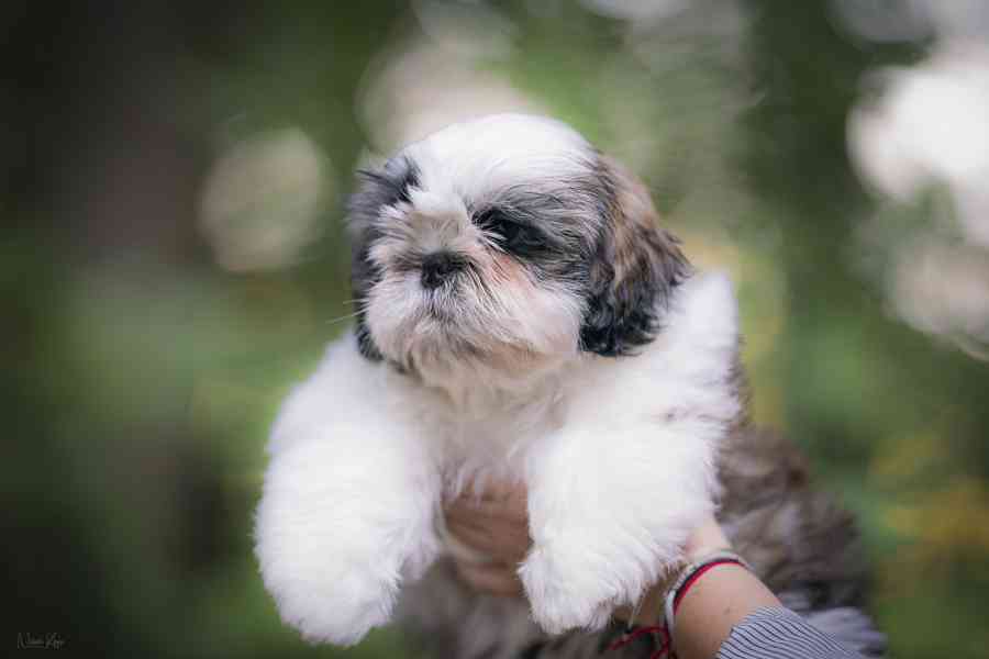 Shih-tzu volní chlapečcí s PP - foto 12