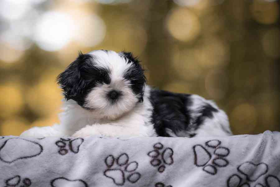 Shih-tzu volní chlapečcí s PP - foto 4