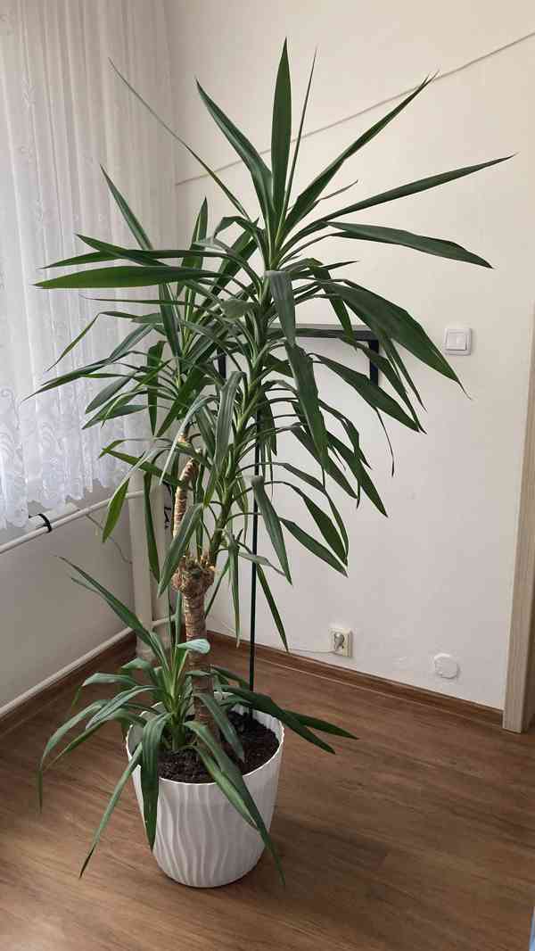 Prodám YUKU - foto 2