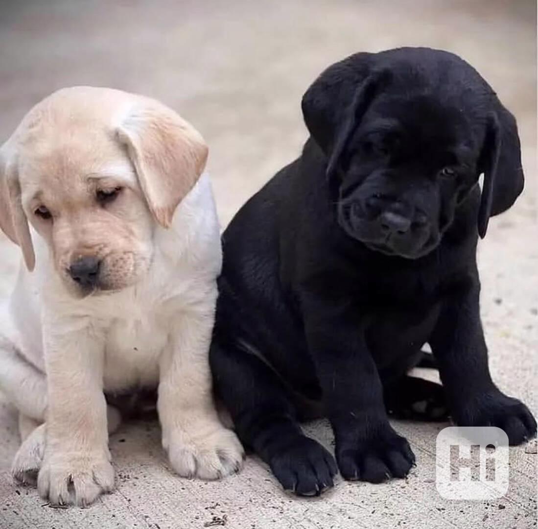 štěňata labradora s pp - foto 1