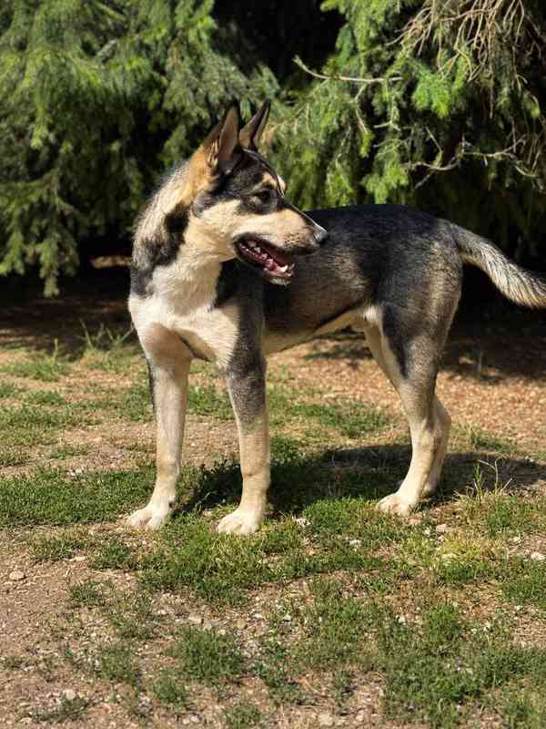 MARCO - štěně 8 měsíců  - foto 6