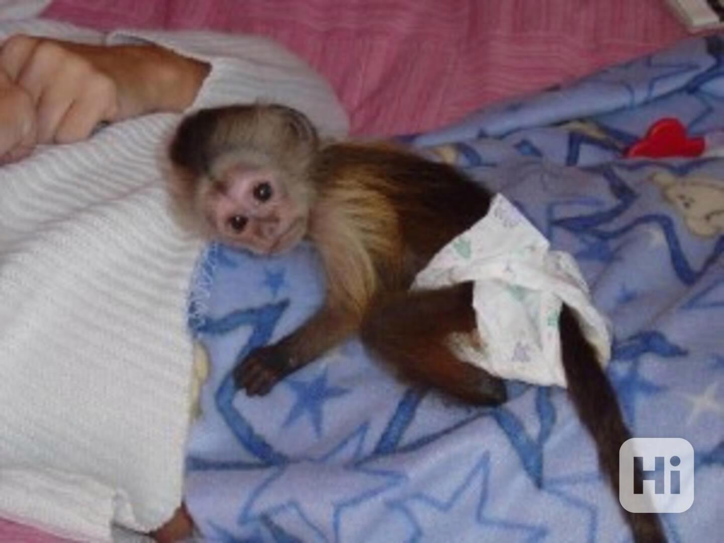 2 krásné kapucínské opice k adopci Máme dvě kapucínské  - foto 1