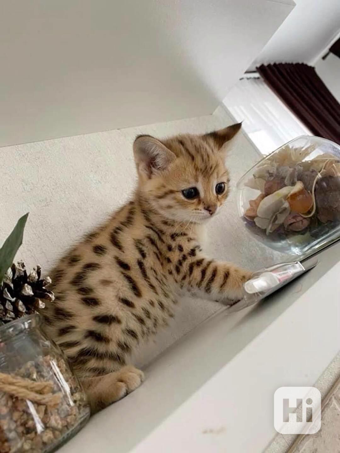 Zdarma Bengálsko a krásná koťata k adopci zdarma - foto 1