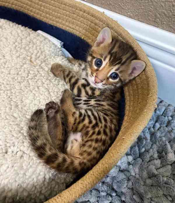 Zdarma Bengálsko a krásná koťata k adopci zdarma - foto 2
