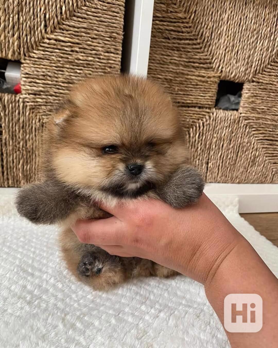 Pomeranian s PP FCI - mini velikost - foto 1