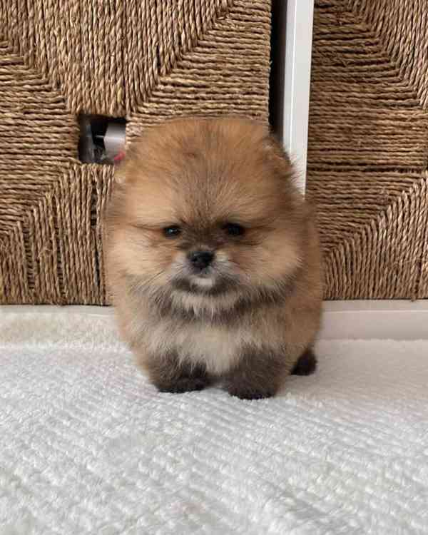 Pomeranian s PP FCI - mini velikost - foto 2