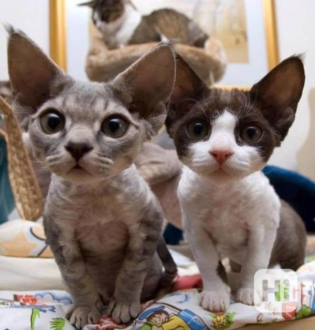 Prodám koťátka Devon Rex - foto 1