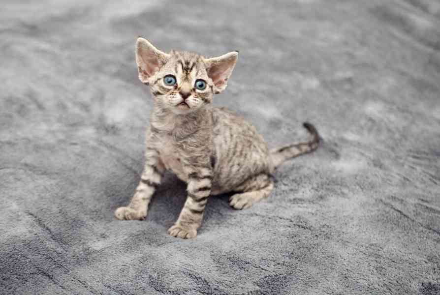 Prodám koťátka Devon Rex - foto 4