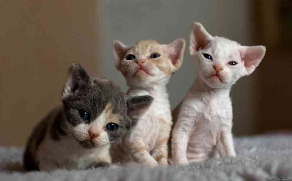 Prodám koťátka Devon Rex - foto 3