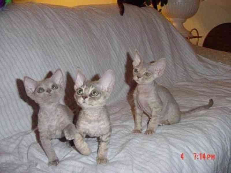Prodám koťátka Devon Rex - foto 2