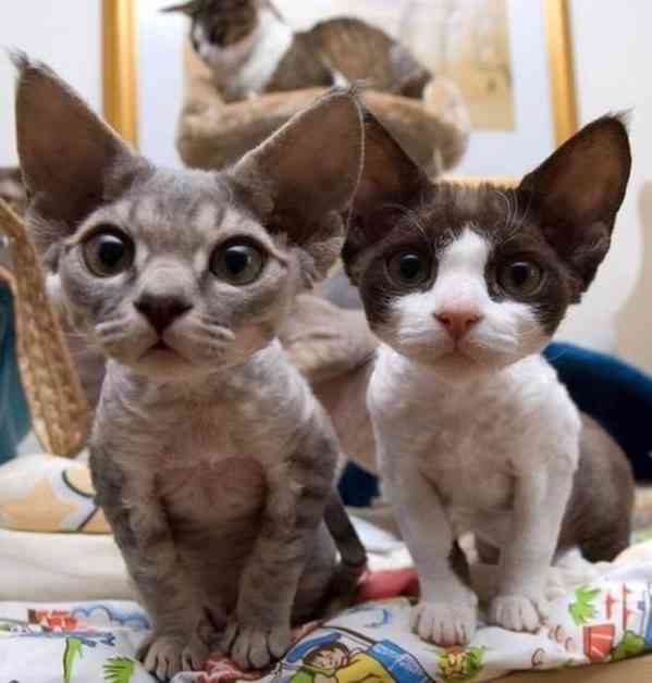 Prodám koťátka Devon Rex - foto 1
