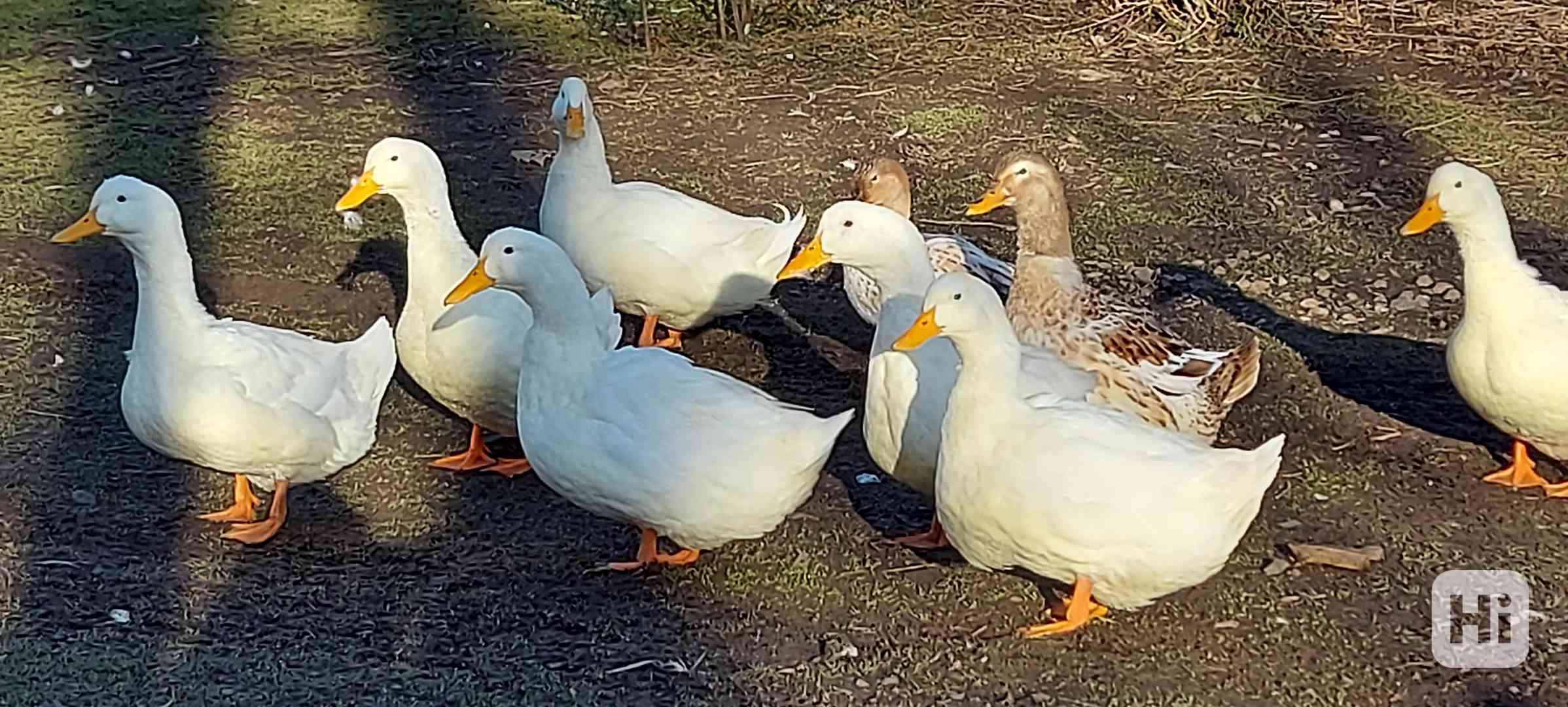 Káčata - foto 1