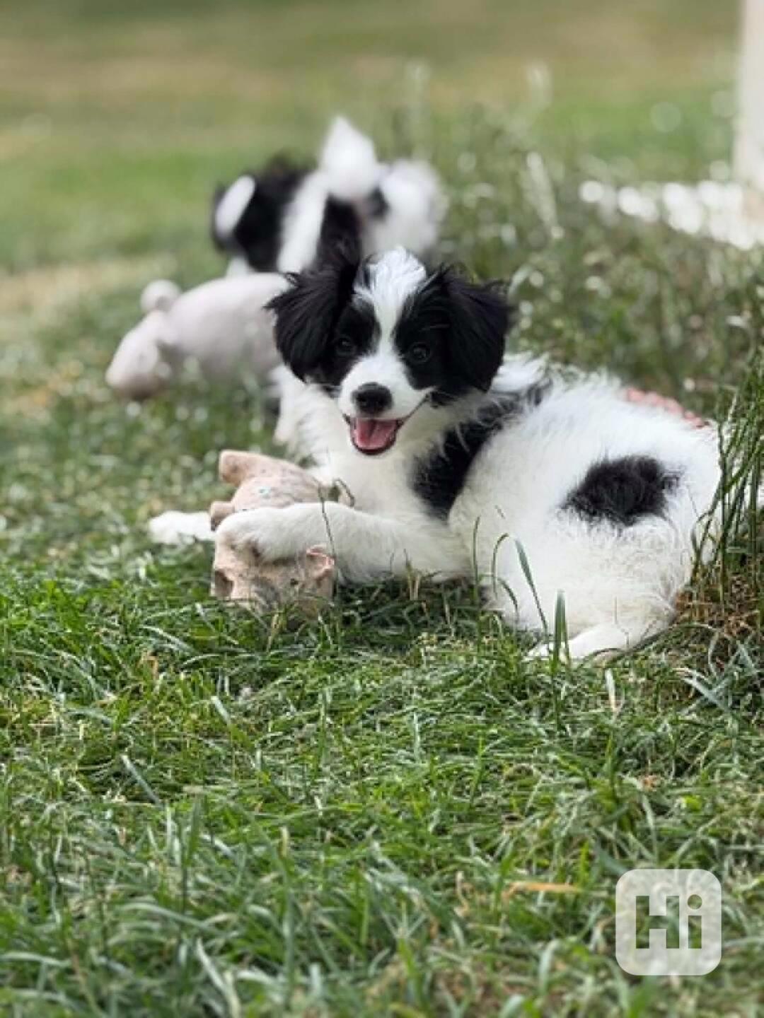 Malý kontinentální španěl phaléne - foto 1