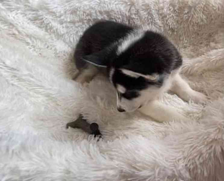 Zdarma dárek štěňata sibiřského huskyho k adopci  