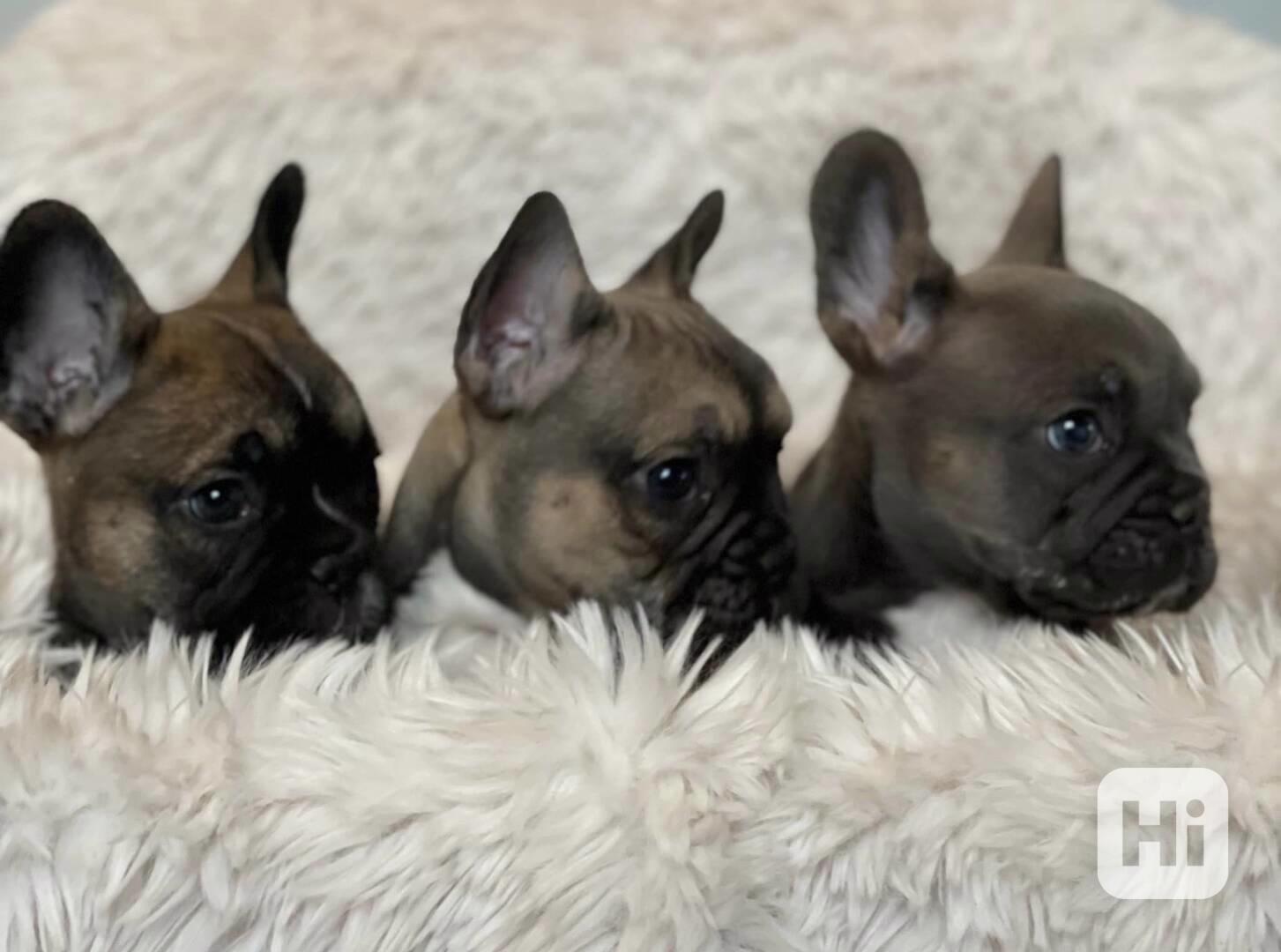 Plavý bretaňský baset je krátkonohé plemeno. Setkat se s ním - foto 1