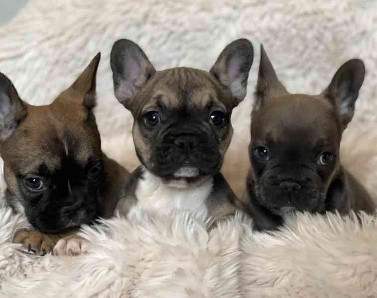 Plavý bretaňský baset je krátkonohé plemeno. Setkat se s ním - foto 2