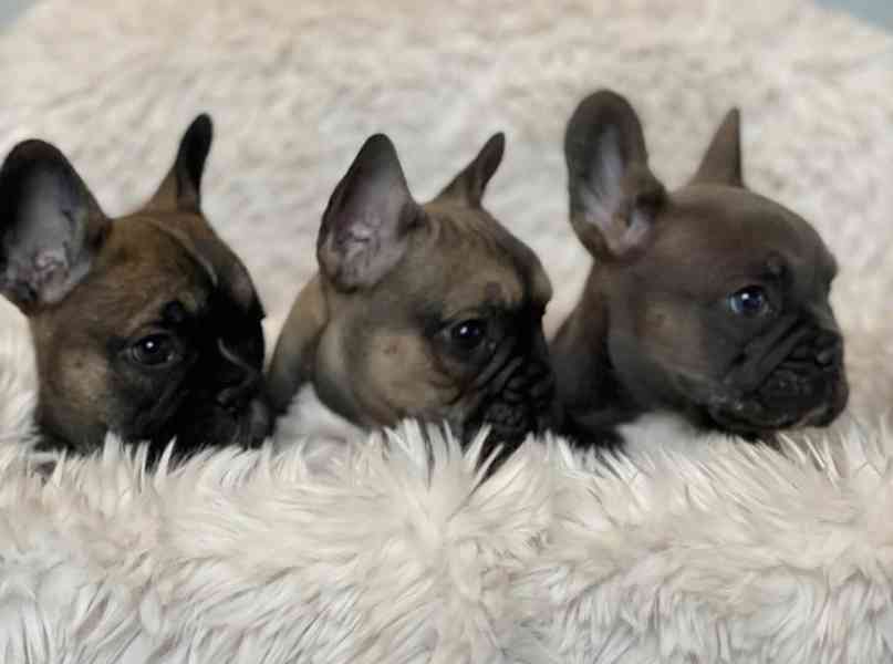 Plavý bretaňský baset je krátkonohé plemeno. Setkat se s ním - foto 1