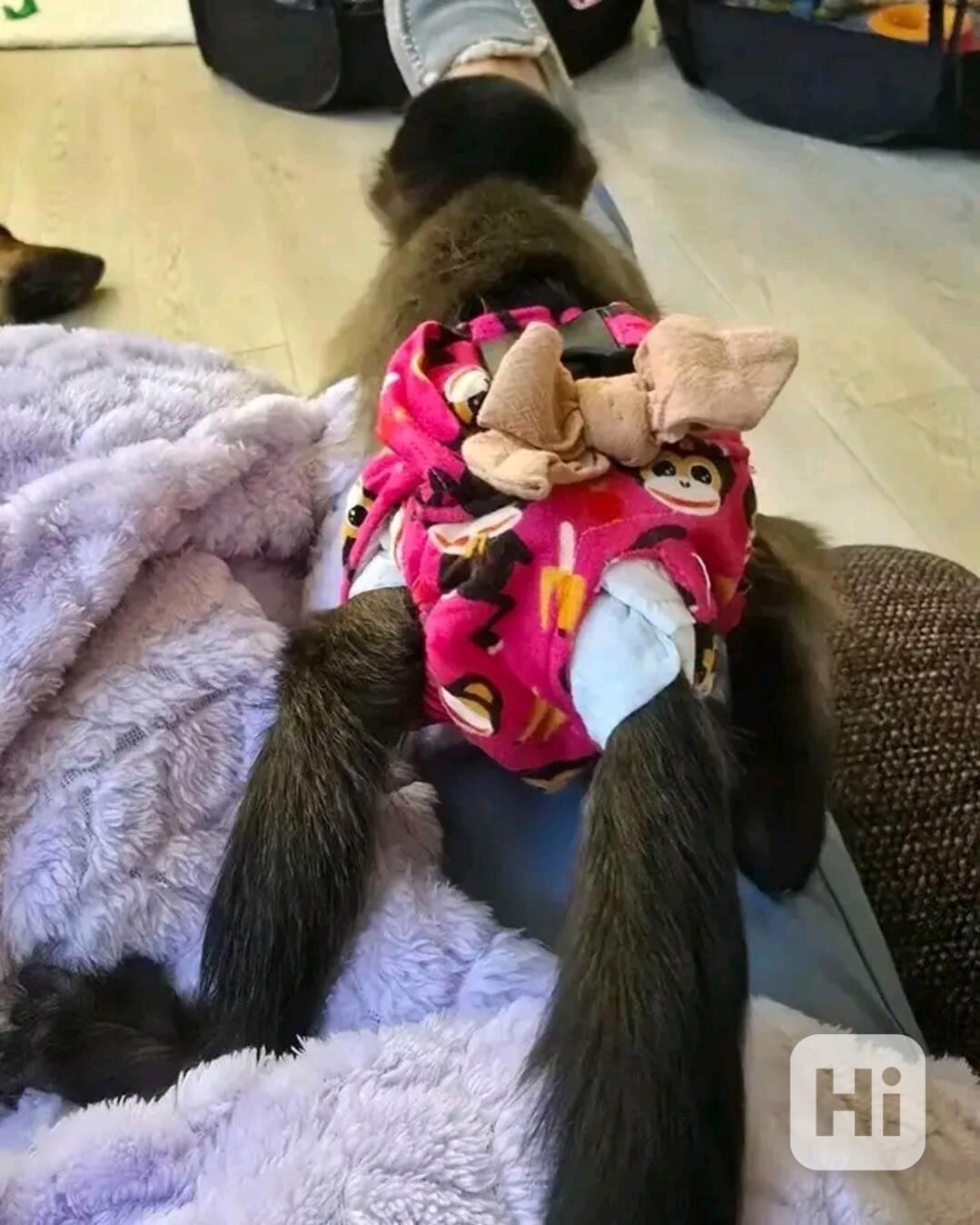  Skákající kapucíni pro dobrý domov - foto 1