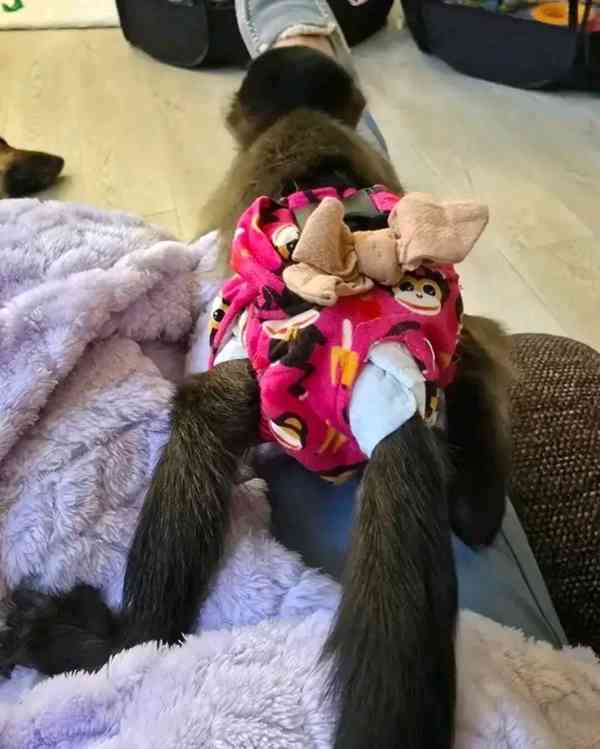  Skákající kapucíni pro dobrý domov