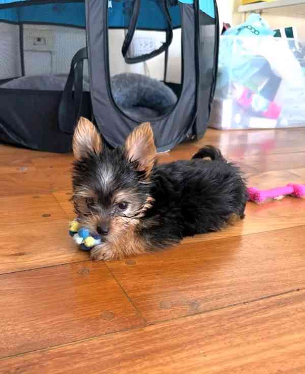Yokies - foto 2