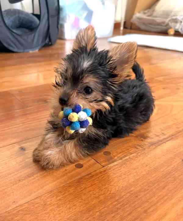 Yokies - foto 4