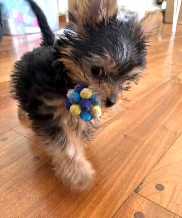 Yokies - foto 3