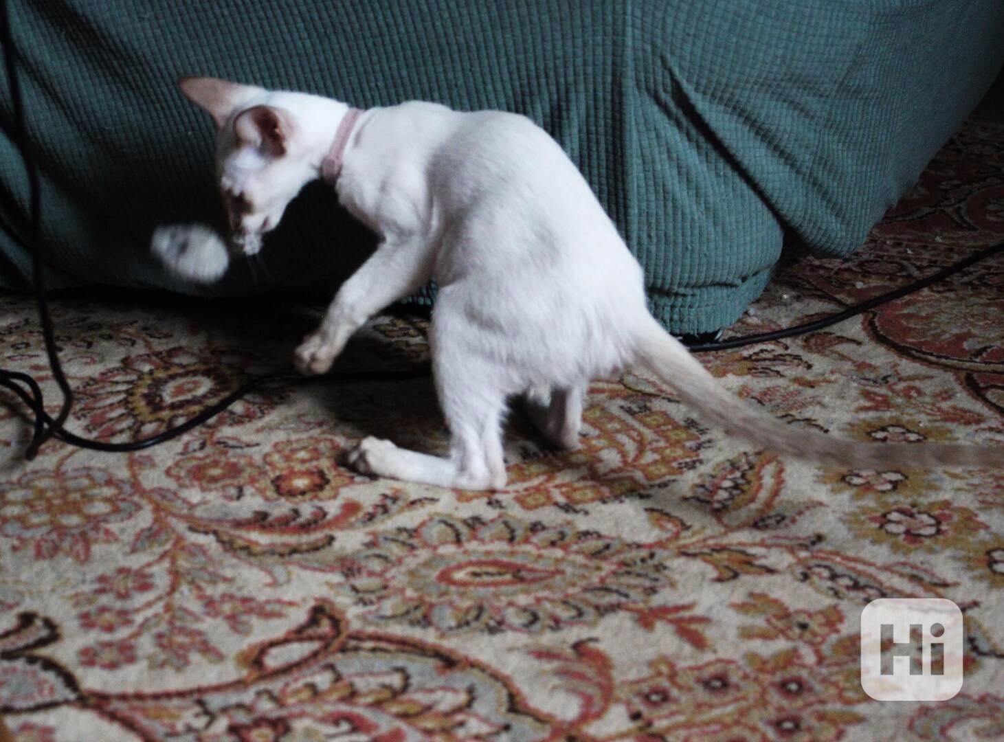 Siamská kočička s PP - foto 1