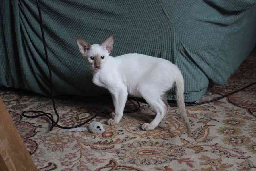 Siamská kočička s PP - foto 3