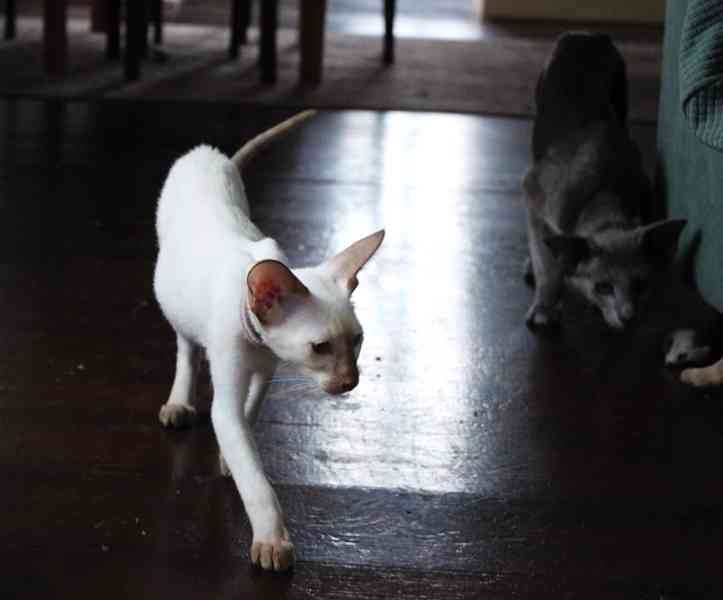 Siamská kočička s PP - foto 7