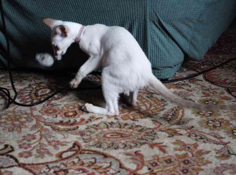 Siamská kočička s PP - foto 1
