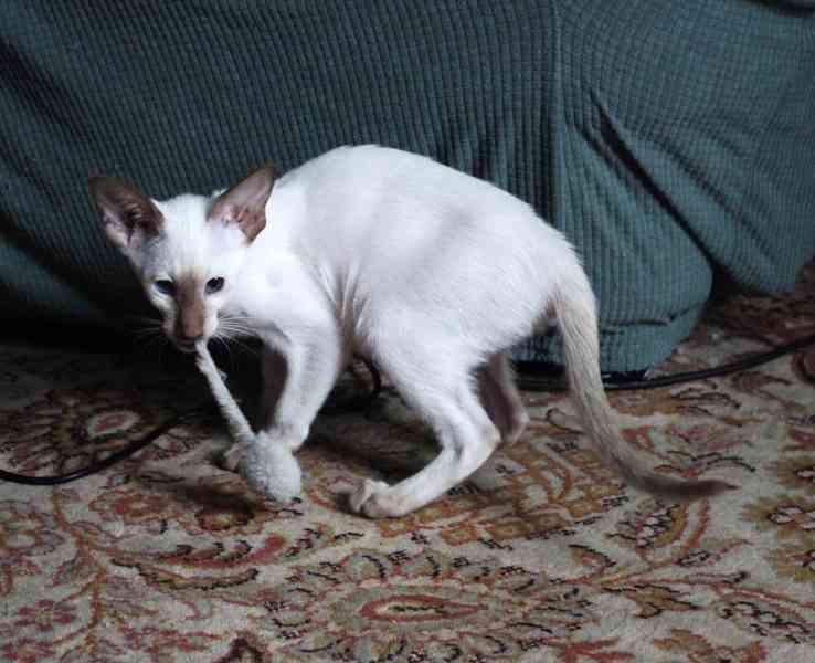 Siamská kočička s PP - foto 2