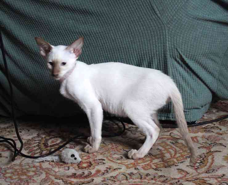 Siamská kočička s PP - foto 4