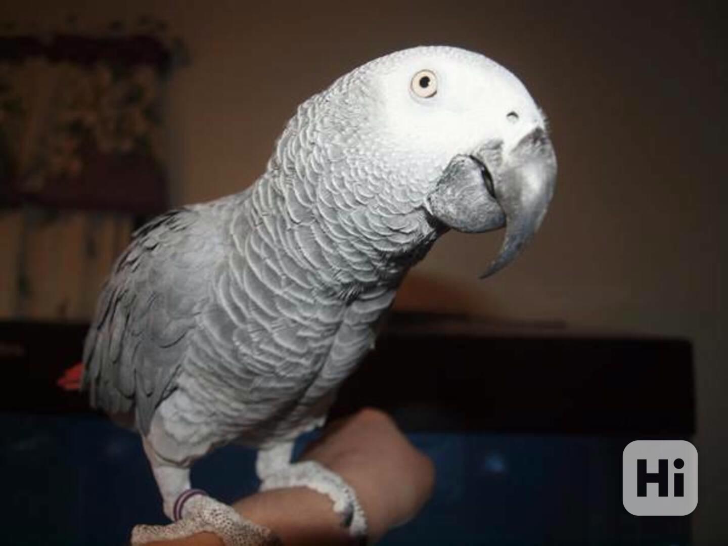 Papoušci konžští šedí - foto 1