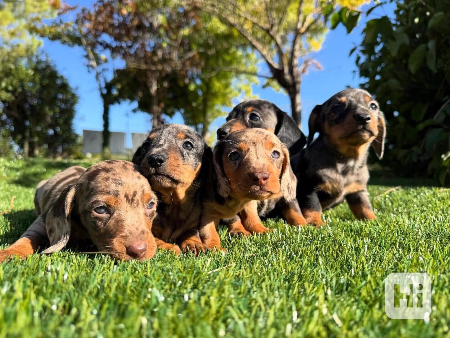 🍫🐾 Roztomilá štěňátka čokoládově hnědého jezevčíka - foto 1